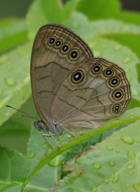 Appalachian Brown